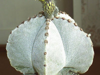 цветущий кактус
