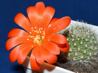 цвееущая Rebutia calliantha v. beryllioides