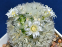 цветущая Mammillaria carmenae