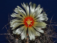 цветущий звёздный кактус
