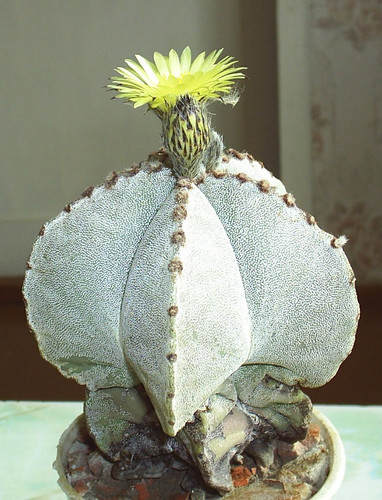 цветущий кактус