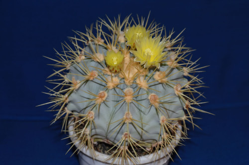 шарообразный кактус с голубым эпидермисом и жёлтыми колючками